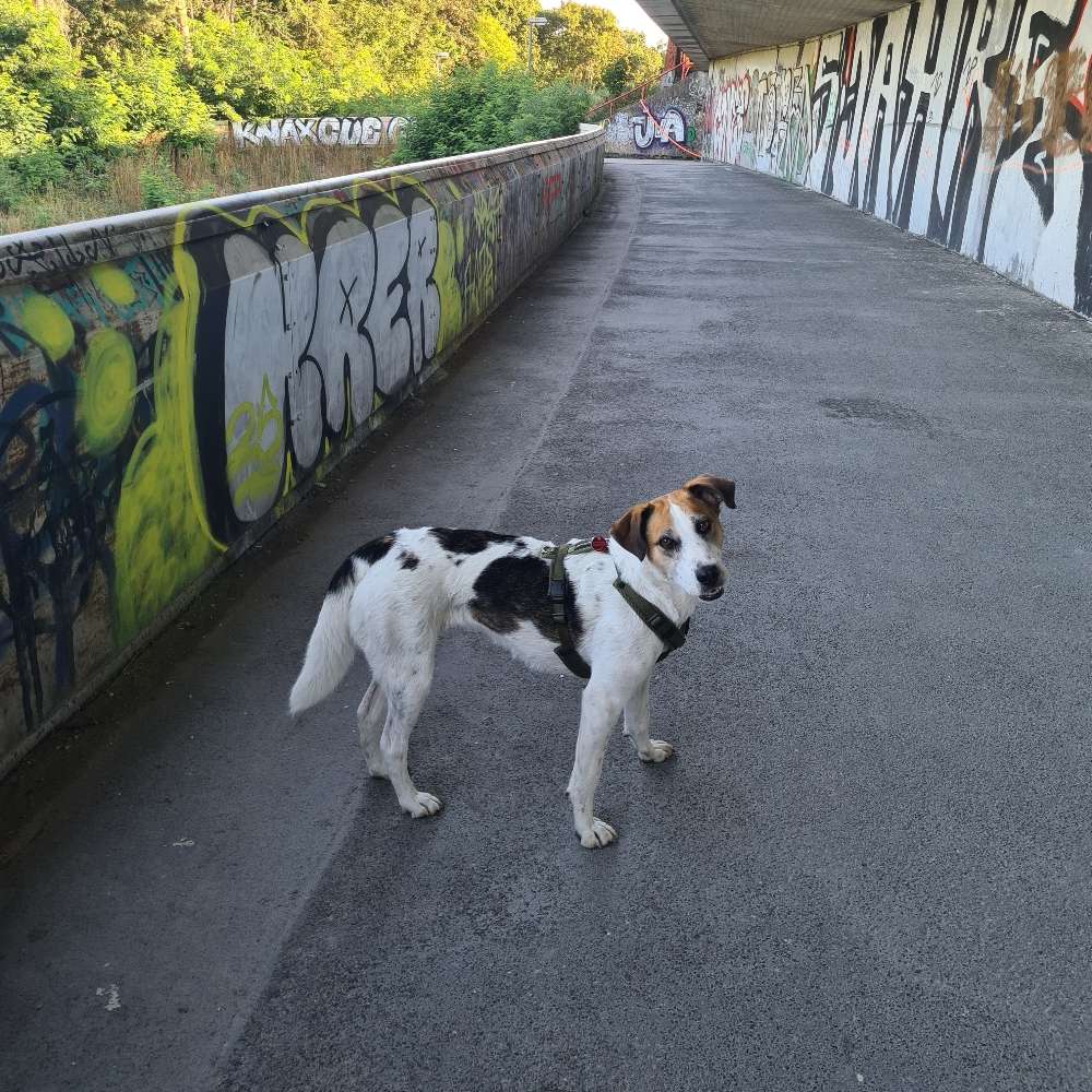 Hundetreffen-Skadi sucht Spiel- und Spazierfreunde.-Profilbild