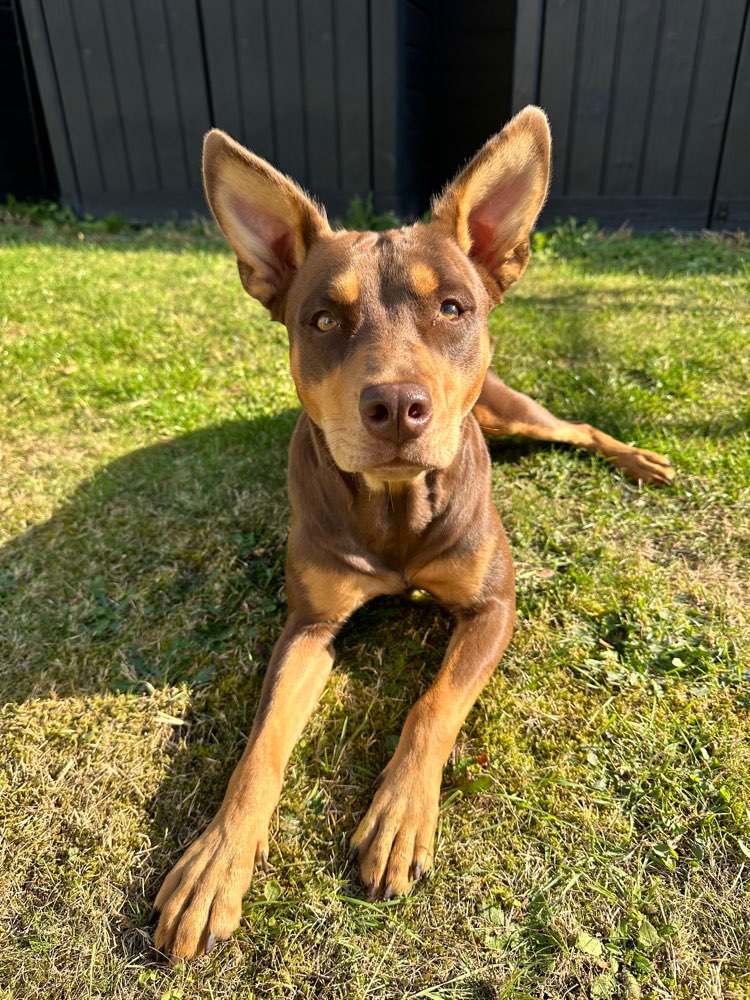 Hundetreffen-Hundefreund gesucht-Profilbild