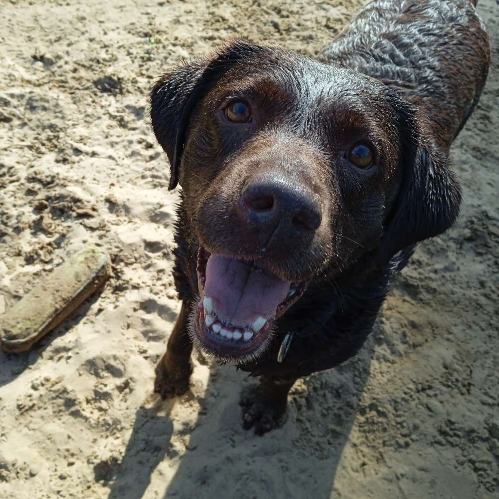 Hundetreffen-Gemeinsamer Spaziergang / Freilaufen / Spielen-Profilbild