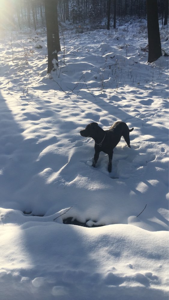 Hundetreffen-Hunde Kumpels gesucht zum toben und gemeinsamen Spaziergang-Profilbild