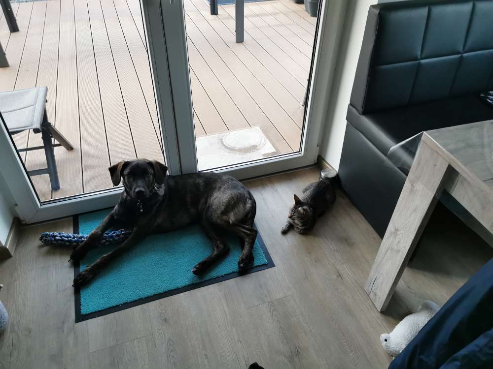 Hundetreffen-Spielstunde für Conan-Profilbild