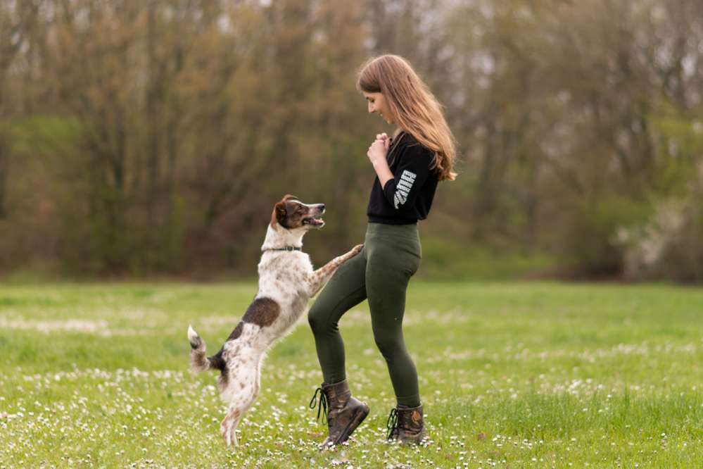 Hundetreffen-Social Walk / Gassi / Training in Boppard-Profilbild