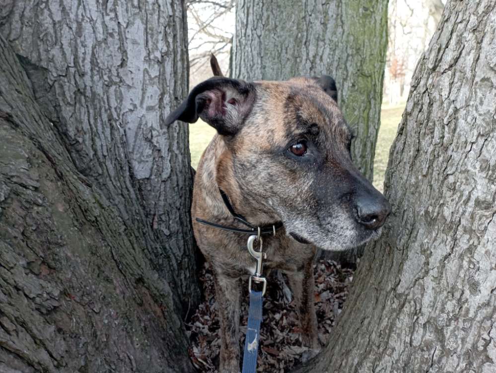 Hundetreffen-Spielkumpel gesucht-Profilbild