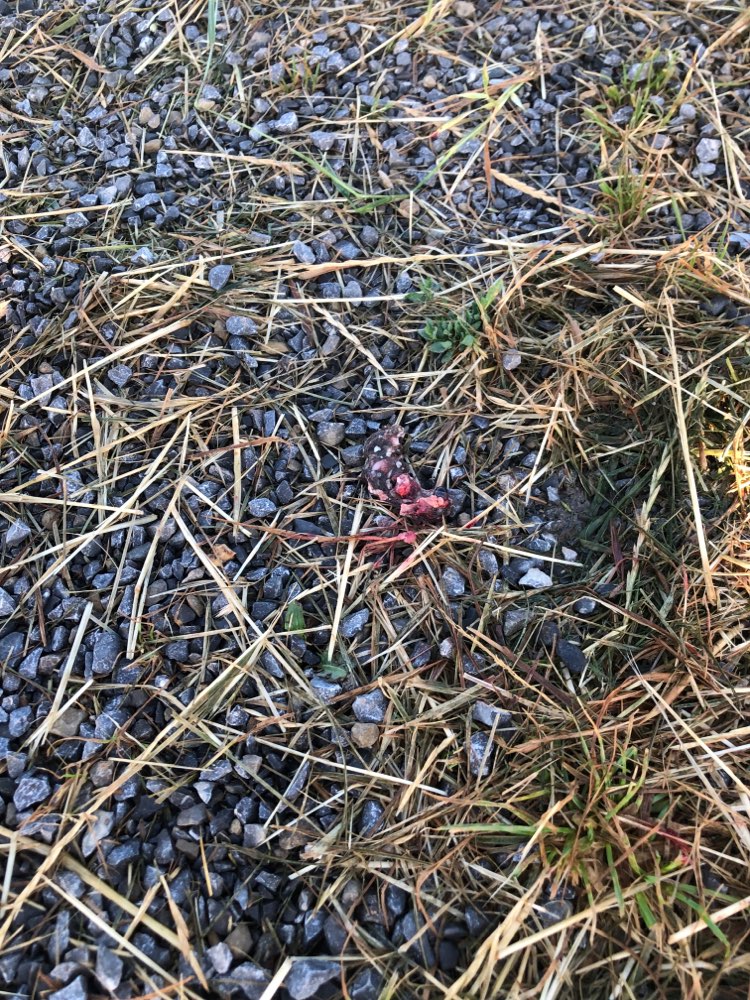 Giftköder-Komische Fleischstücke-Profilbild