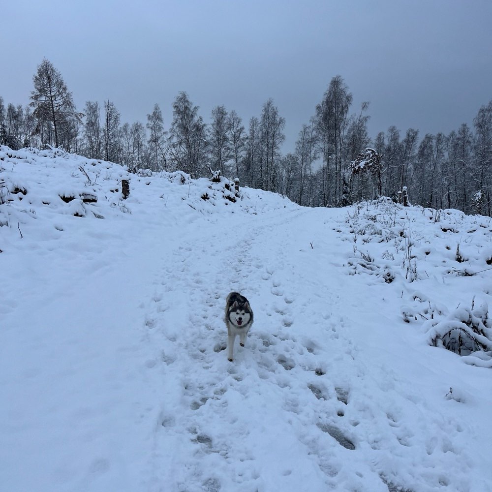 Hundetreffen-Langer Spaziergang-Profilbild