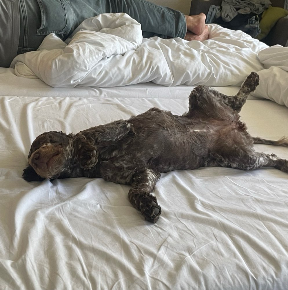 Hundetreffen-Spielstunde-Profilbild