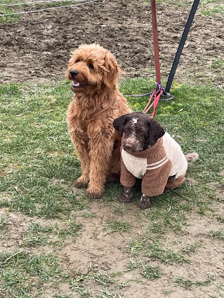 Hundetreffen-Freies Hoopers Training-Profilbild