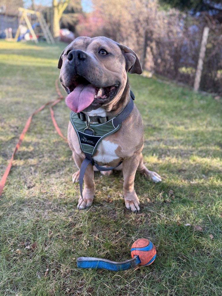 Hundetreffen-Spielfreund gesucht-Profilbild