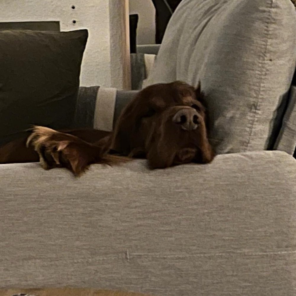 Hundetreffen-Leinenführigkeit üben/ Begegnungstraining!-Profilbild