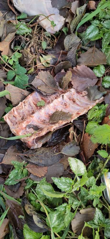 Giftköder-Fleisch am Straßenrand-Profilbild