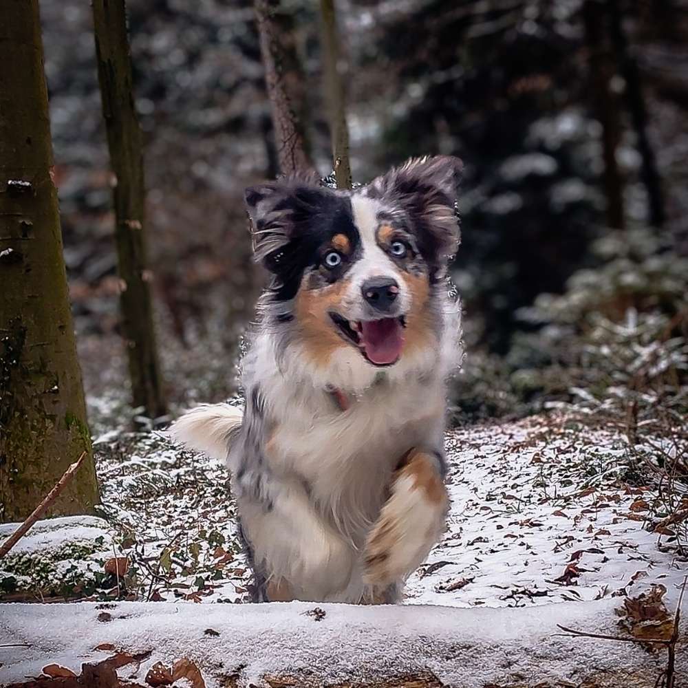 Hundetreffen-Gassirund mir viel Action-Profilbild