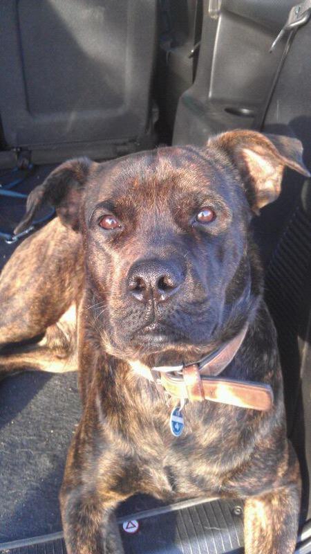 Hundetreffen-Gassirunde und Spielrunde-Profilbild