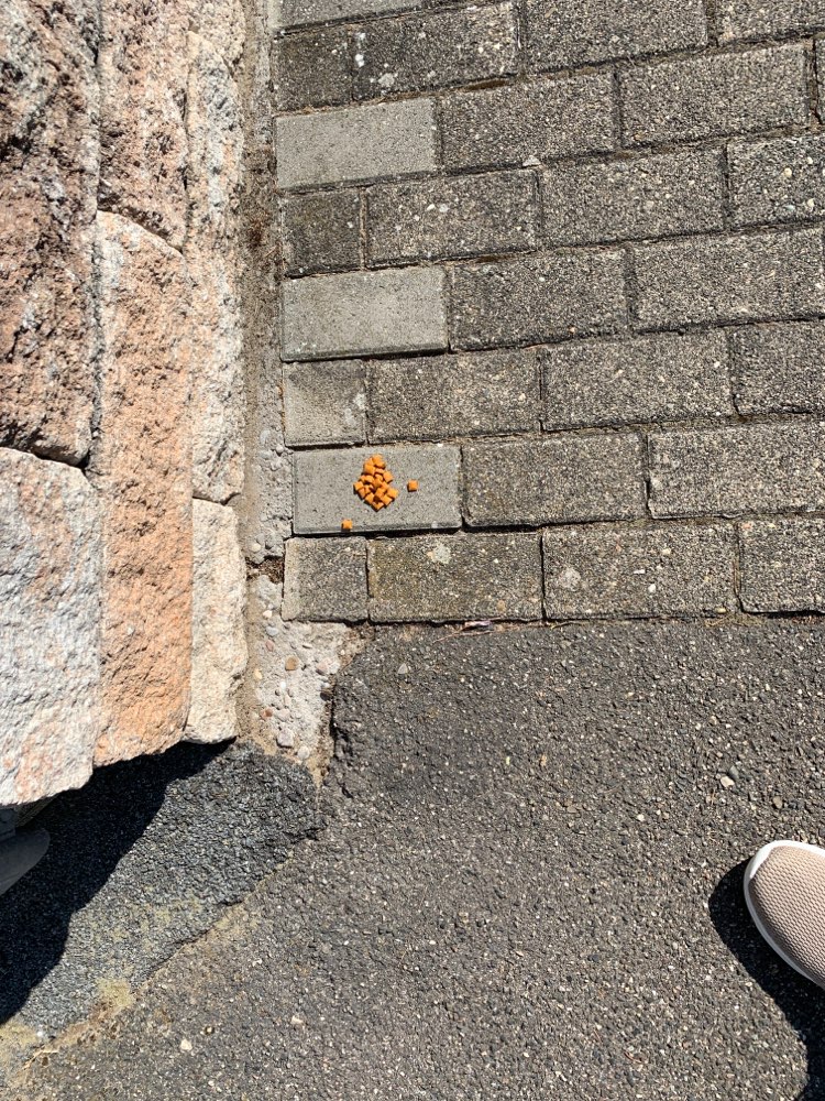 Giftköder-Ausgelegtes Futter-Profilbild