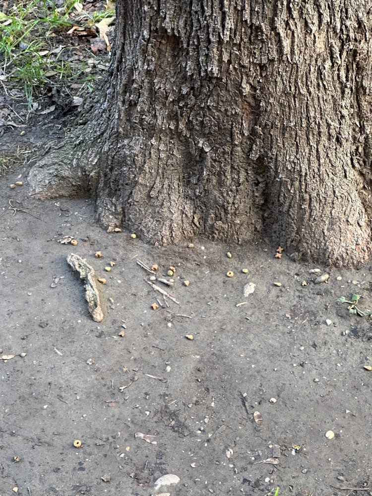 Giftköder-Leckerlis unter Bäumen verstreut-Profilbild