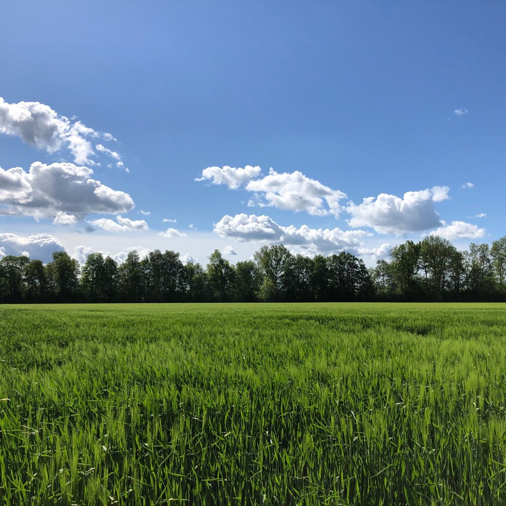 Hundetreffen-Spaziergänge in der Natur für Schnüffler-Profilbild