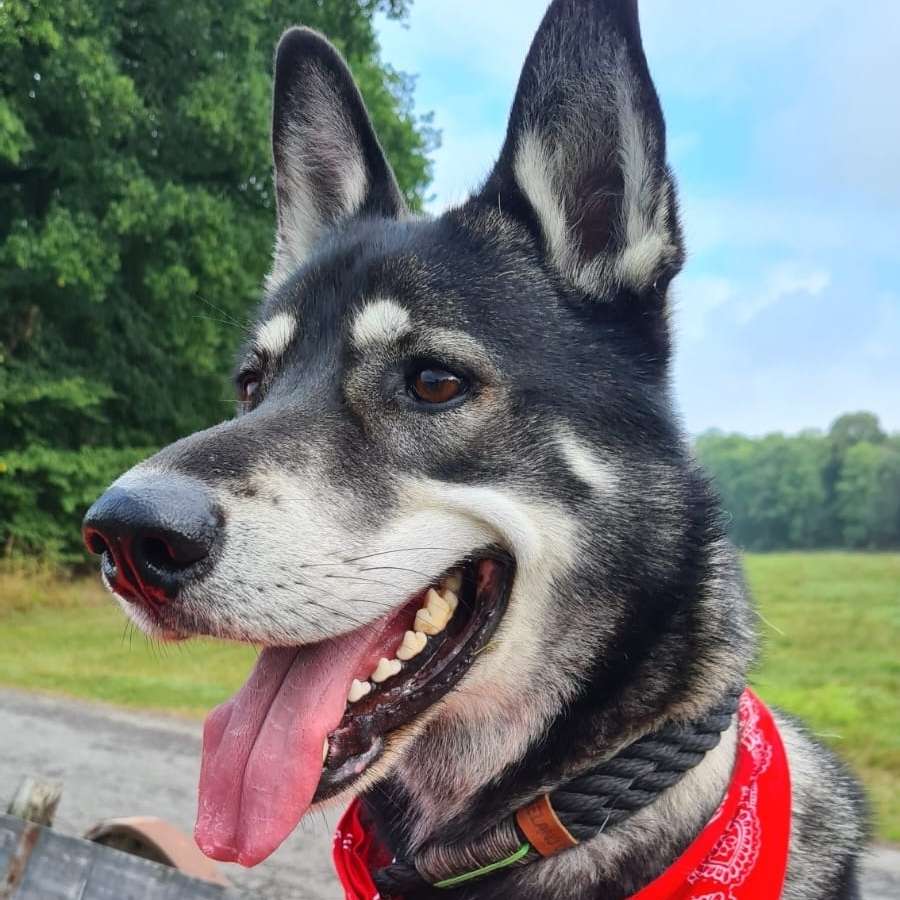 Hundetreffen-Zum Toben und Gassi gehen-Profilbild