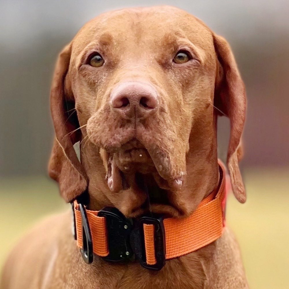 Hundetreffen-Gemeinsam spazieren-Profilbild