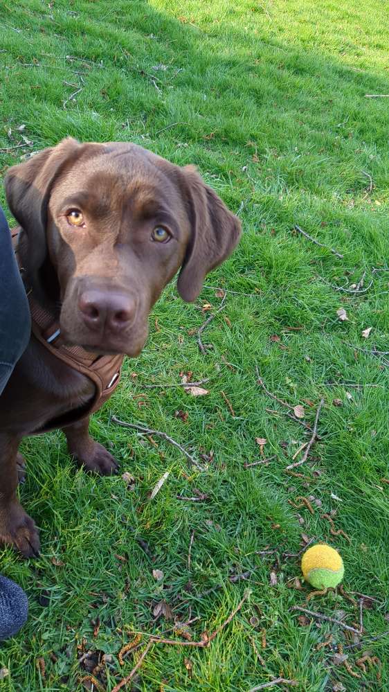Hundetreffen-Junghund Spieltreffen / Gassirunde-Profilbild
