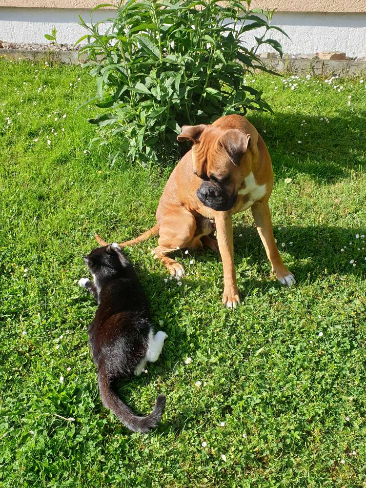 Hundetreffen-Junge Hunde-Profilbild