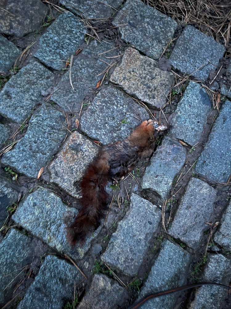 Giftköder-Totes Eichhörnchen im Gebüsch-Profilbild