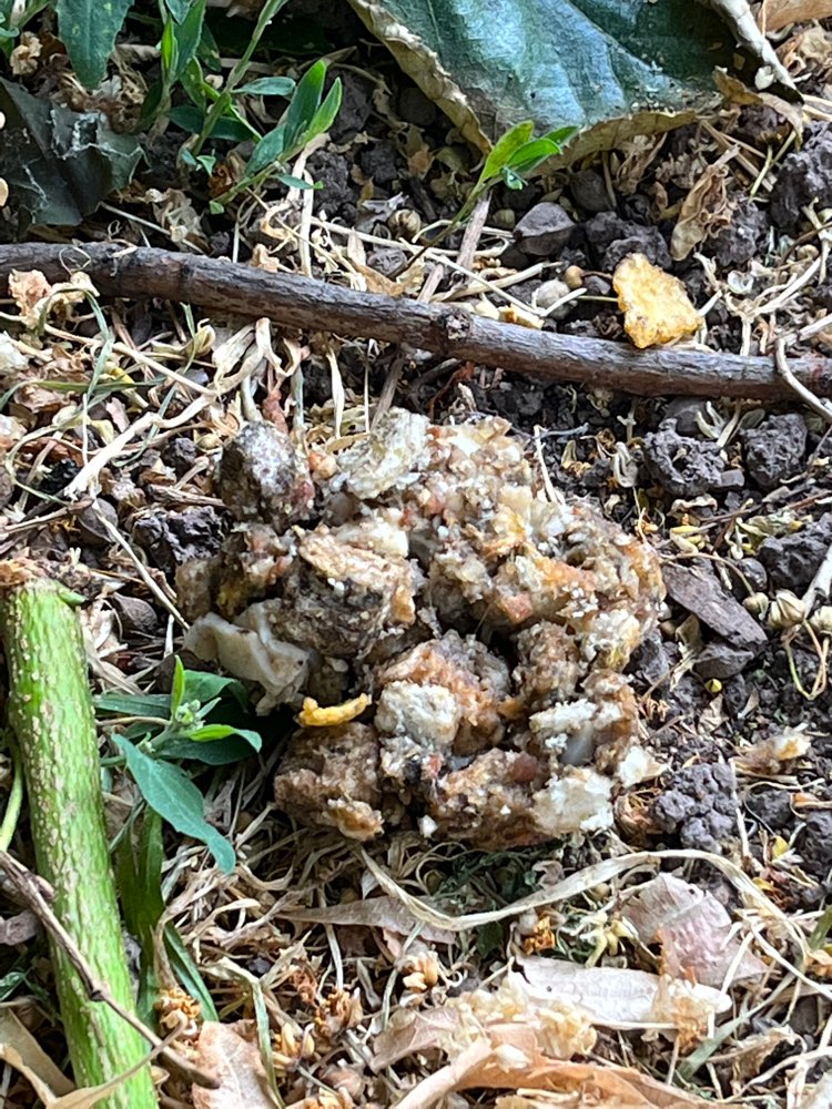 Giftköder-Evtl. Giftköder / Unerkenntliche Masse-Profilbild