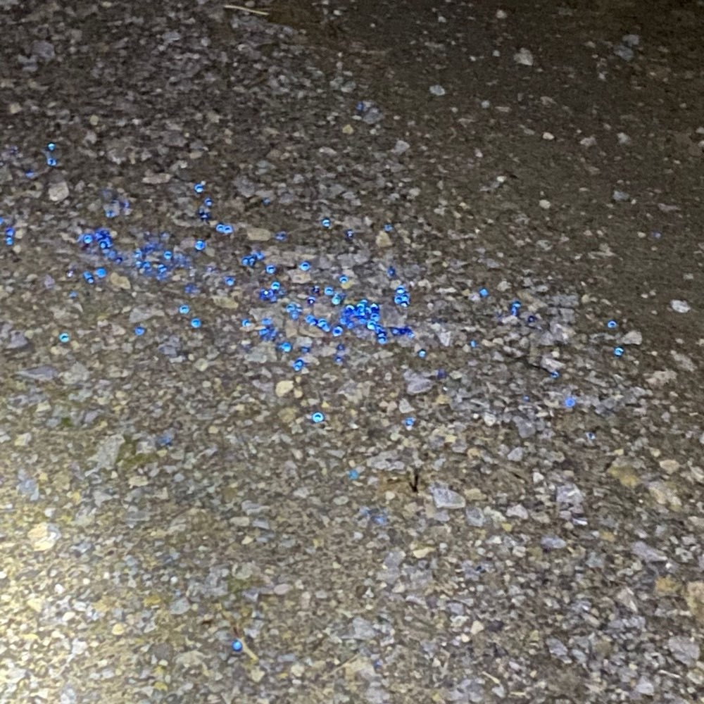 Giftköder-Rattengift-Profilbild