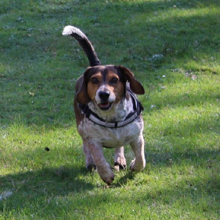 Hundetreffen-Gassi Runden-Profilbild