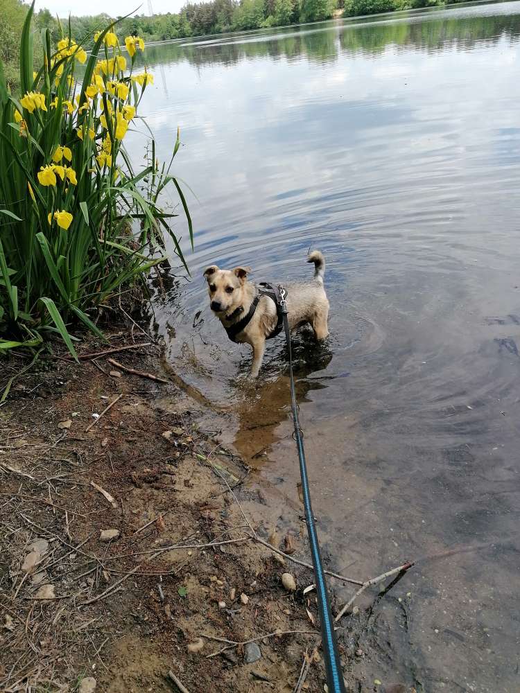 Hundetreffen-Spiel- und Gassitreffen-Profilbild