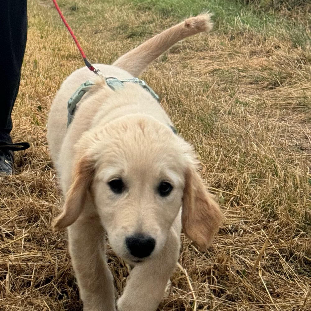 Hundetreffen-Welpenschule ?-Profilbild