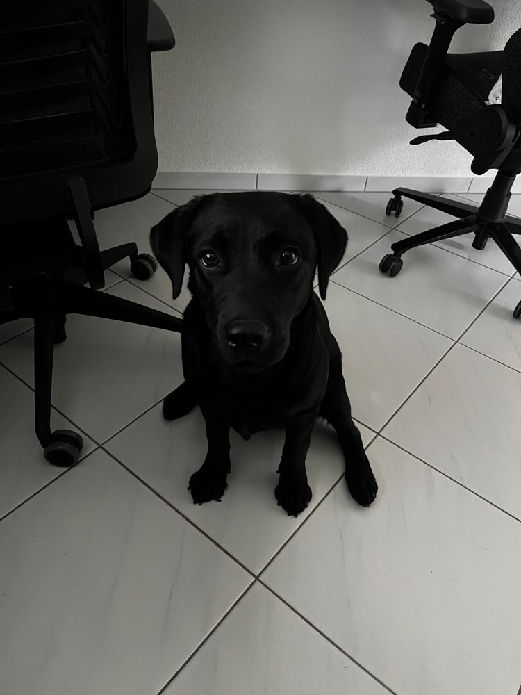 Hundetreffen-Spielgefährte/Playdate-Profilbild