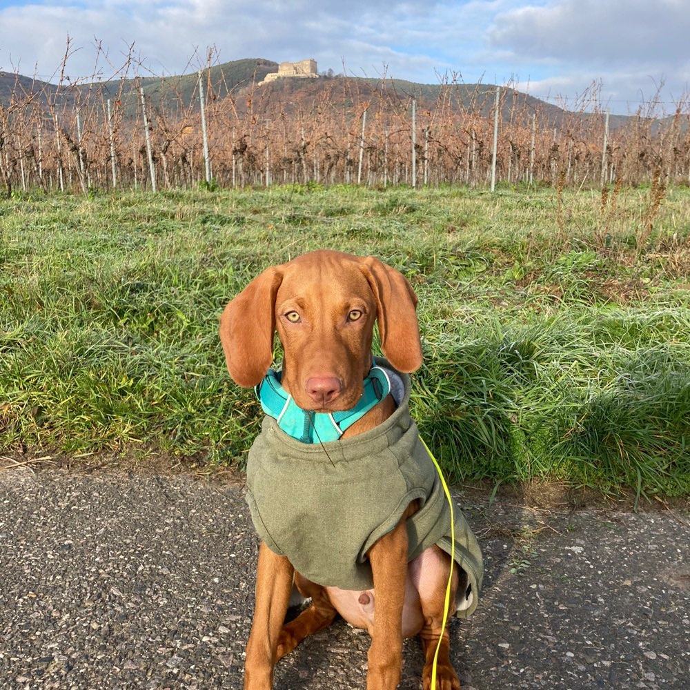 Hundetreffen-Gassi gehen mit Training-Profilbild
