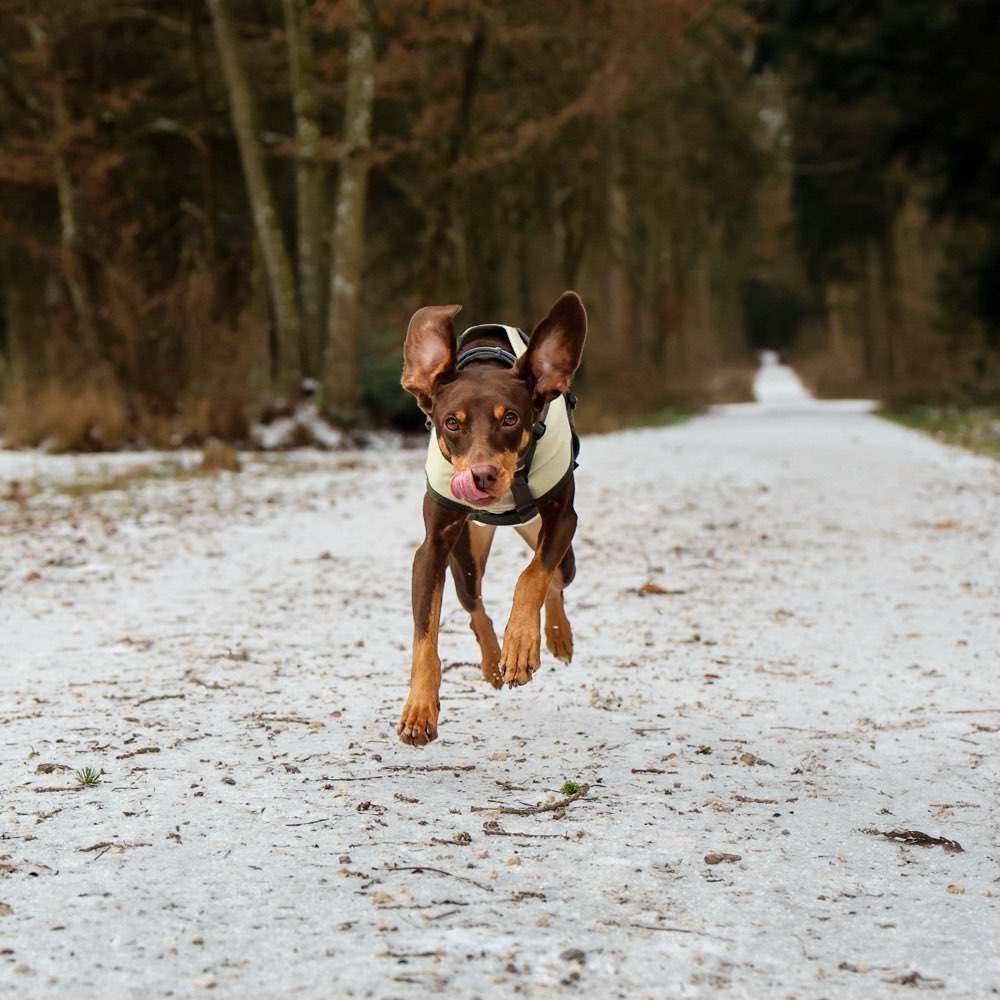 Hundetreffen-Suche Hundemodels-Profilbild