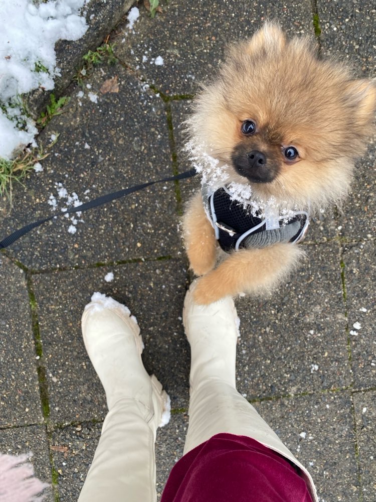 Hundetreffen-Welpentreffen 🐾-Profilbild