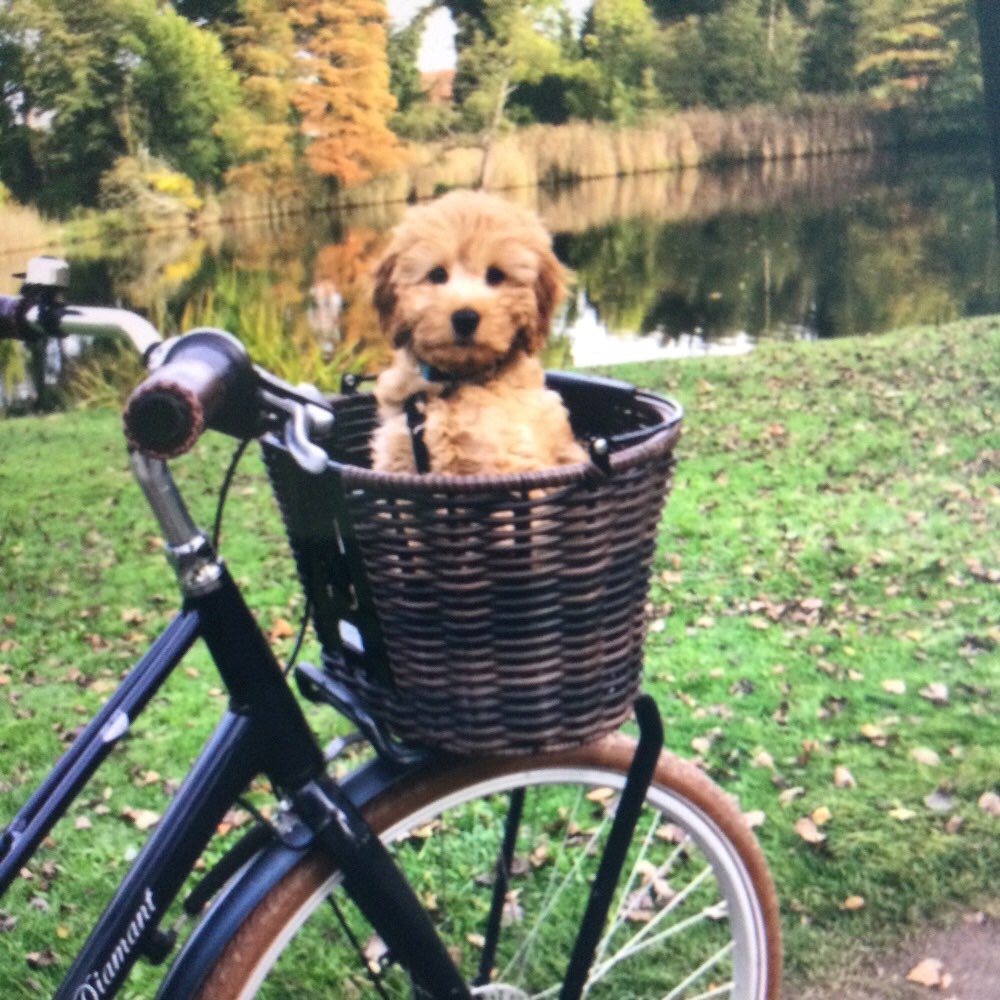Hundetreffen-Monty-Profilbild