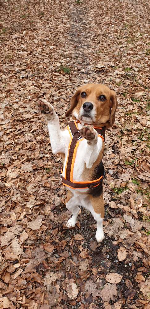 Hundetreffen-Meet&Greet🐶🐾-Profilbild