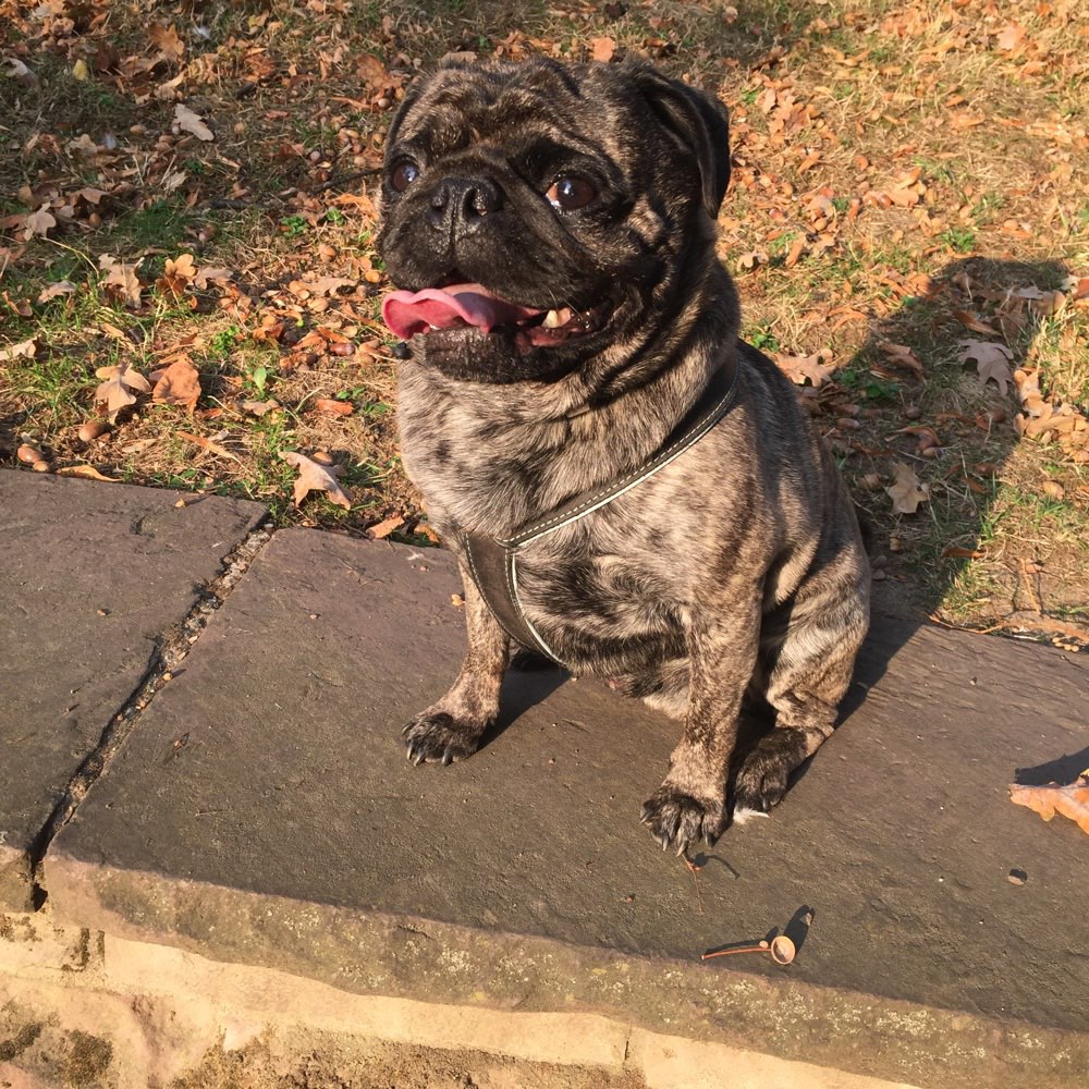 Hundetreffen-Gassigesellschaften-Profilbild