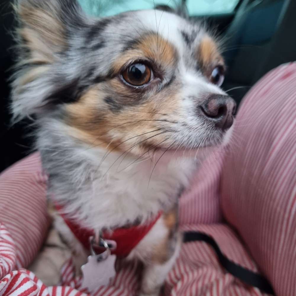 Hundetreffen-Gemeinsame Gassirunde-Profilbild