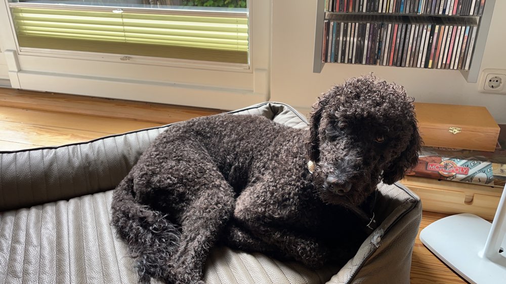 Hundetreffen-Spielfreund gesucht :)-Profilbild