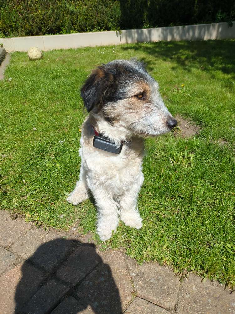 Hundetreffen-Spielrunde in Giesen-Profilbild