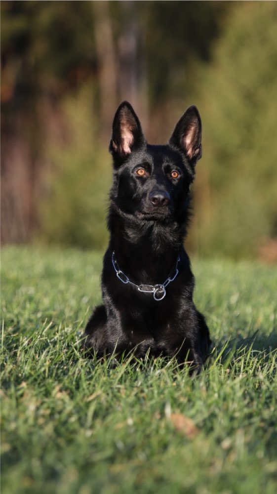 Hundetreffen-Leinenpöbler sucht Trainingspartner-Profilbild