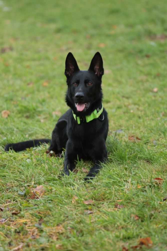 Hundetreffen-Trainingspartner für Leinenpöbler-Profilbild
