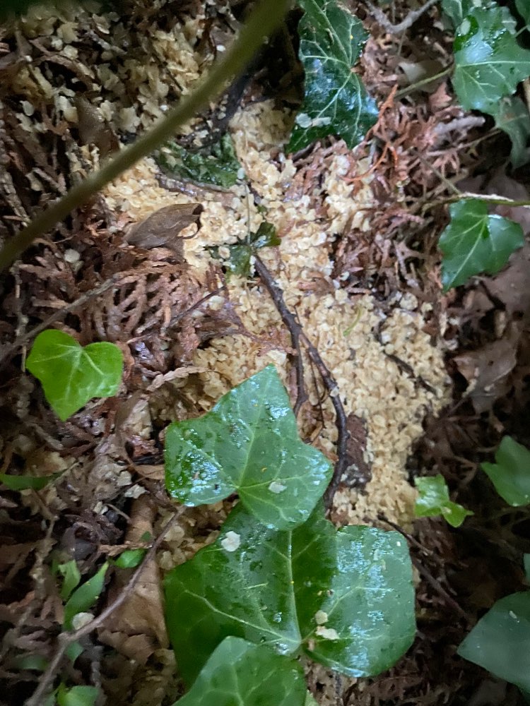 Giftköder-Zimmermannspark erneut fressen ausgelegt-Profilbild