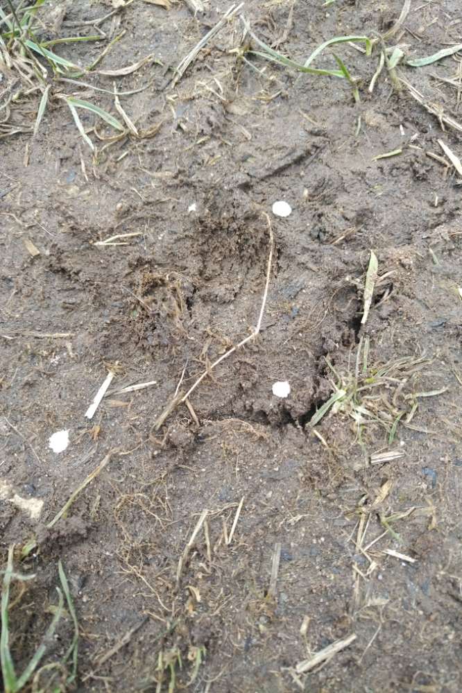 Giftköder-Unbekannte weisse kügelchen-Profilbild