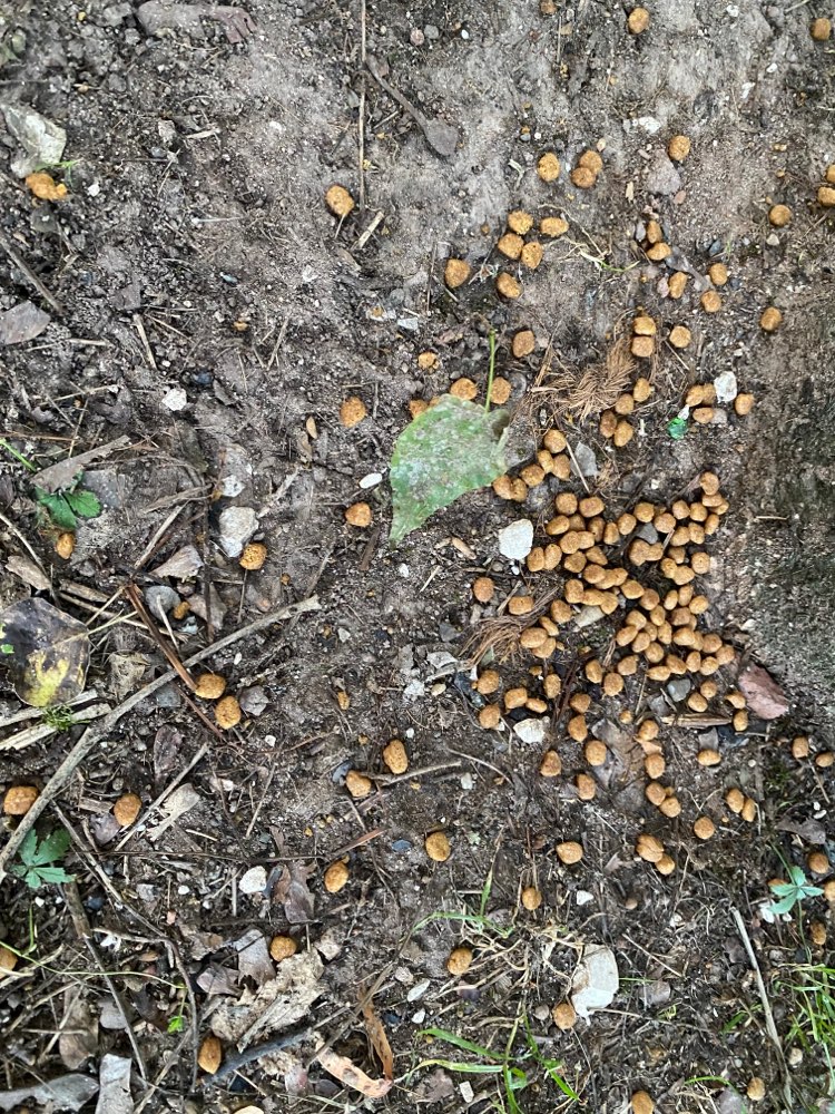 Giftköder-Erneut fressen ausgelegt-Profilbild