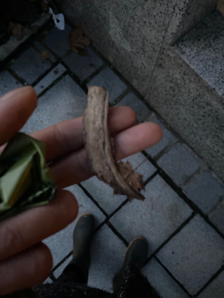 Giftköder-Tierknochen liegen rum-Profilbild