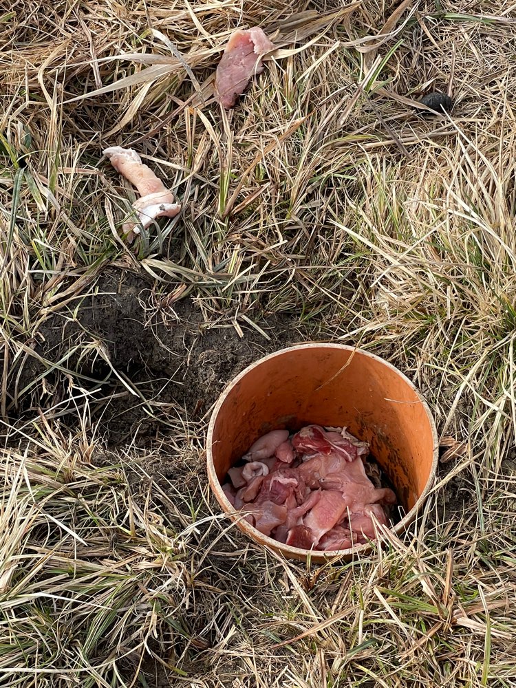 Giftköder-Fleischstücke in vergrabenen Rohrstück-Profilbild