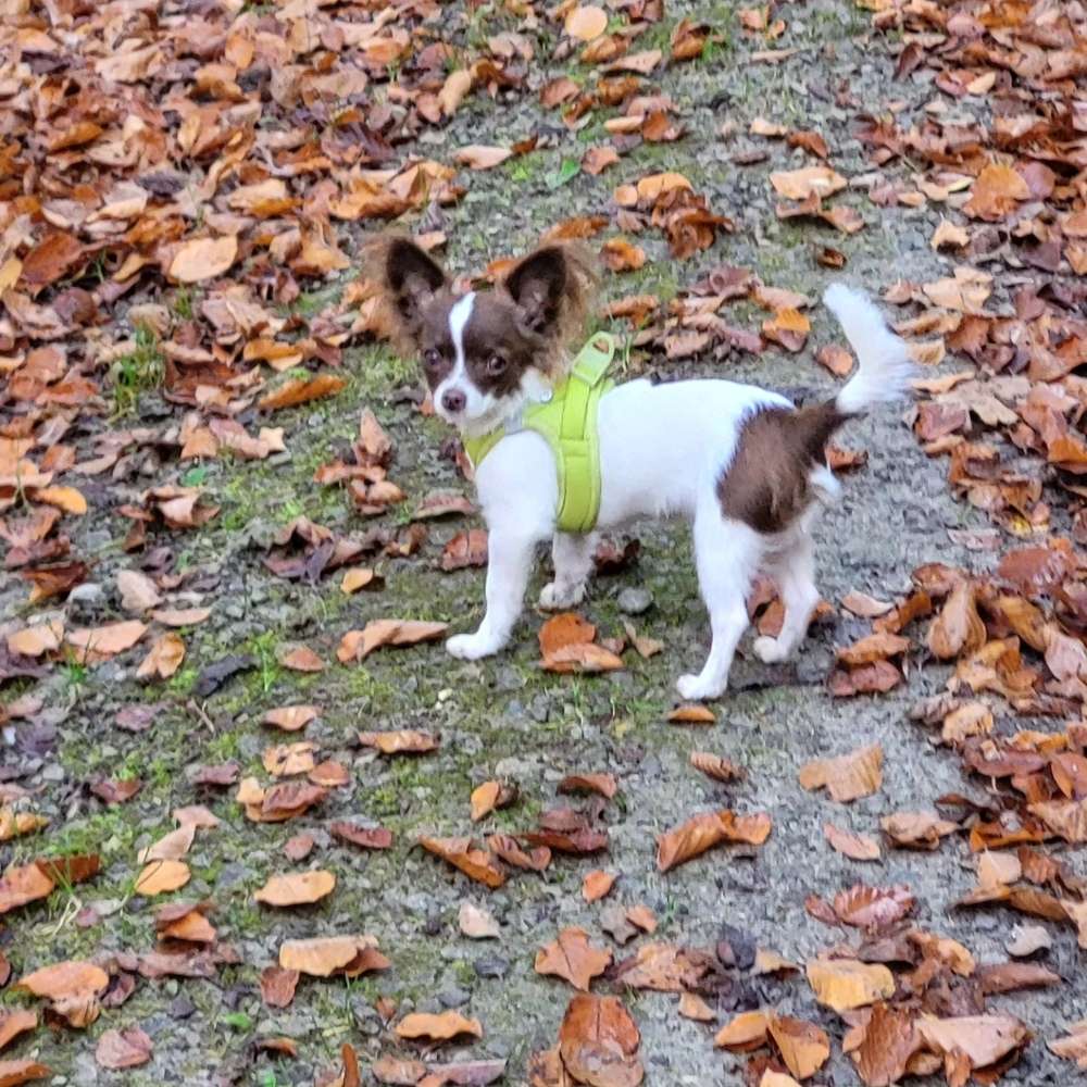 Hundetreffen-Gassi und Spielfreunde gesucht-Profilbild