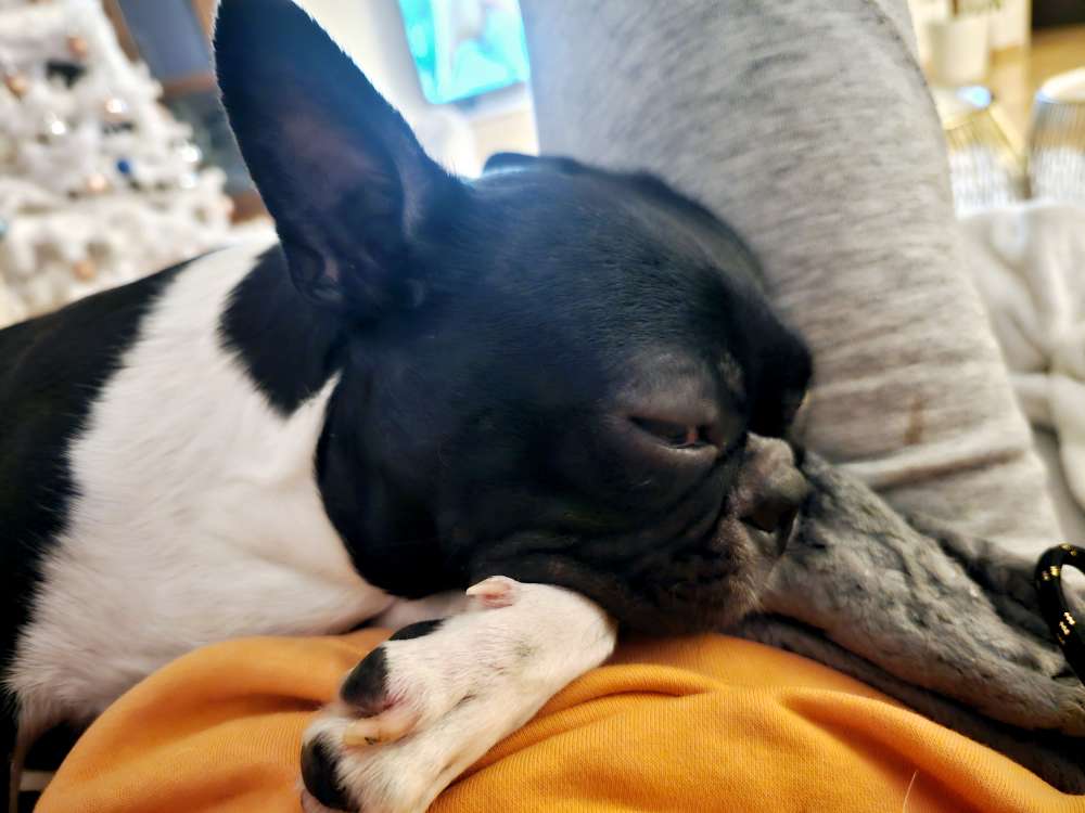 Hundetreffen-Spietreffen-Profilbild