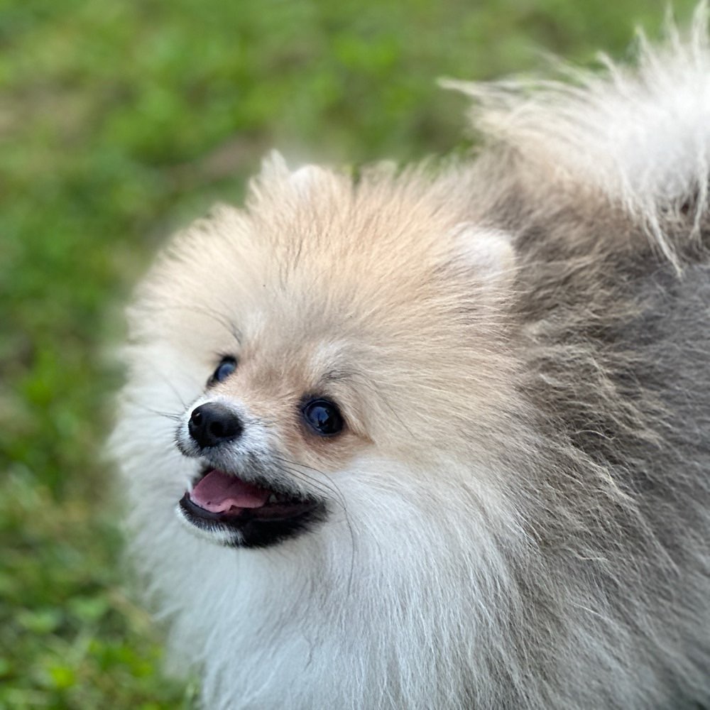 Hundetreffen-Spiel Treffen-Profilbild