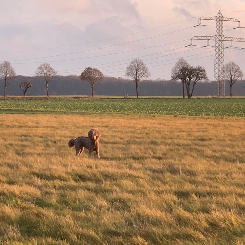 Hundetreffen-Gassi/Spiel-Profilbild